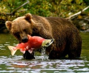 bear fish e