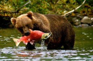 bear fish
