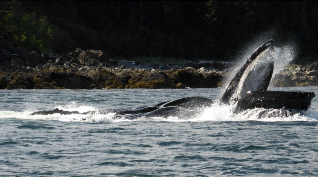 4 Tips for a Memorable Whale Watching Trip in Homer Alaska