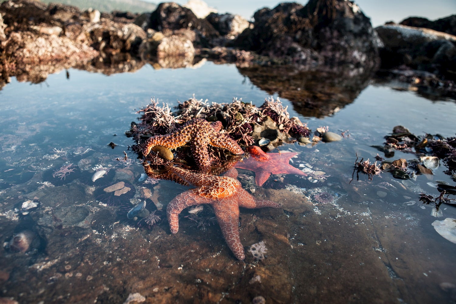Everything You Should Know BEFORE Visiting the Homer Tide Pools - Land's  End Resort