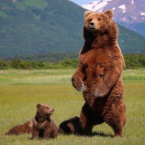 bear viewing